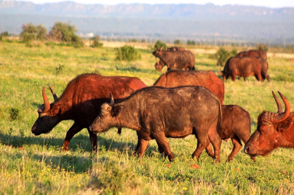 Horde Buffels Wildpark Safari