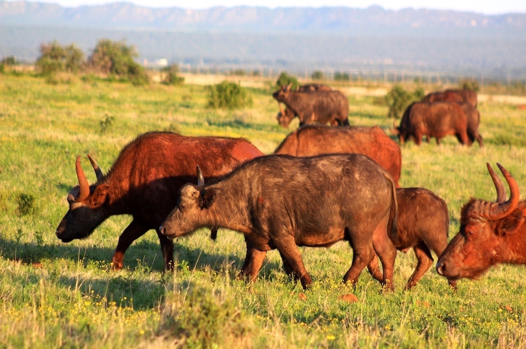 Wildpark Safari