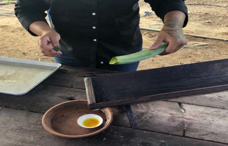 Aloe Vera Fabrik Mitarbeiterin schneidet ein Aloe-Blatt zur Gewinnung des Safts