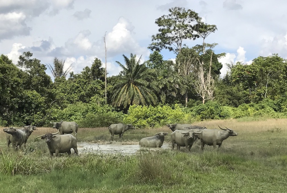 Langkawi‘s Fruchtfarm von Mardiana