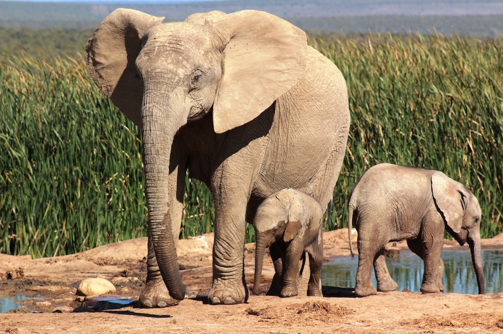 Addo Elefant Nationalpark