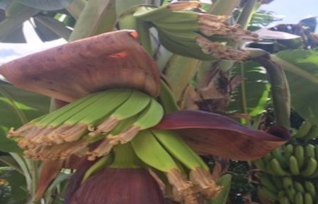 Bananen Bananenblüte mit jungen Früchten an der Staude