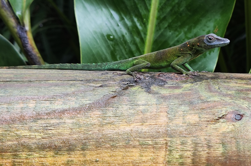 Tier Entdeckungstour in Guadeloupe