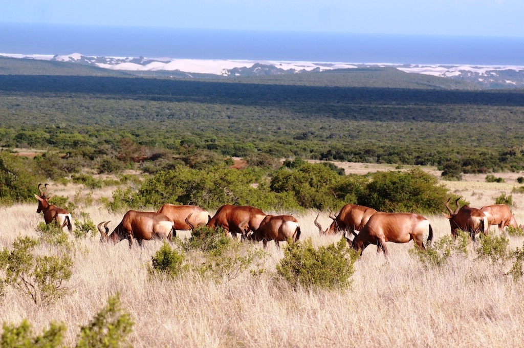 Wildpark Safari