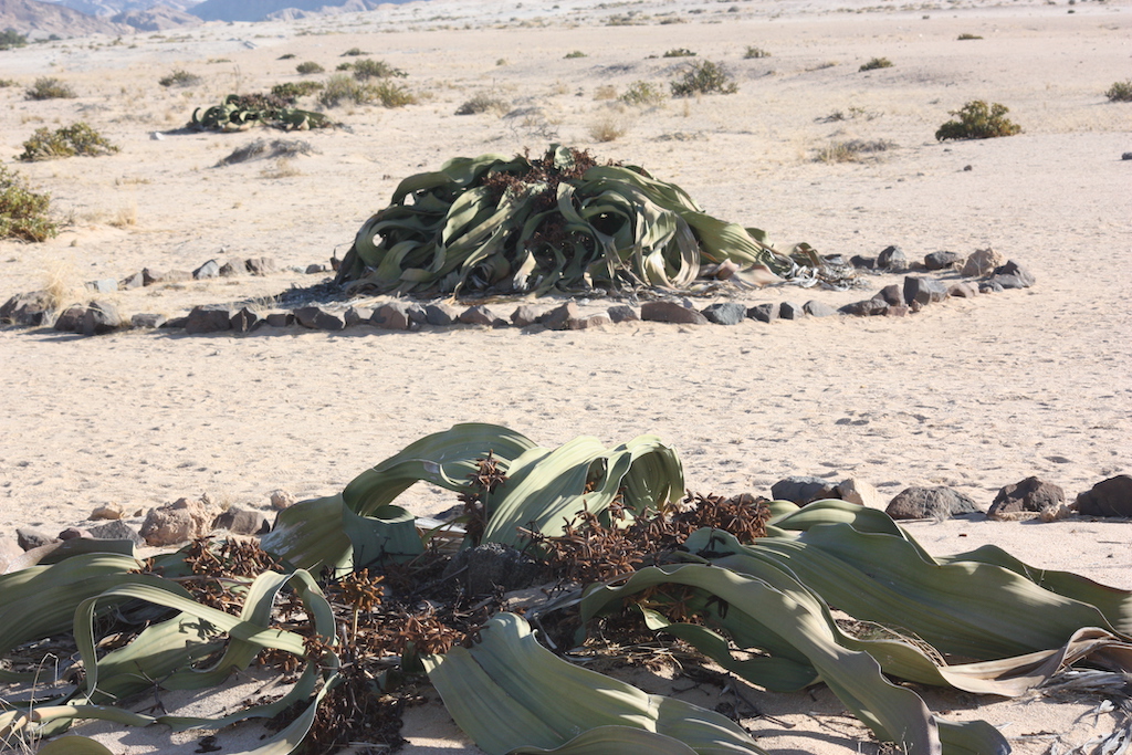 Welwitschia tour