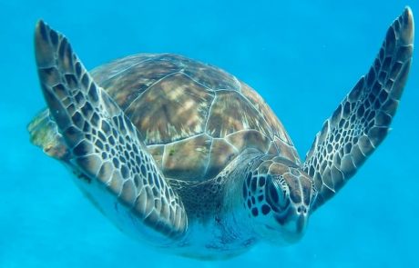 Schildkröte aus der Nähe Grüne Meeresschildkröte schwimmt im blauen Wasser
