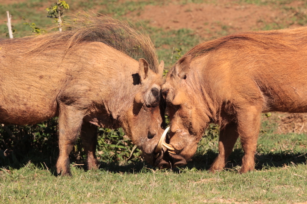 Wildpark Safari