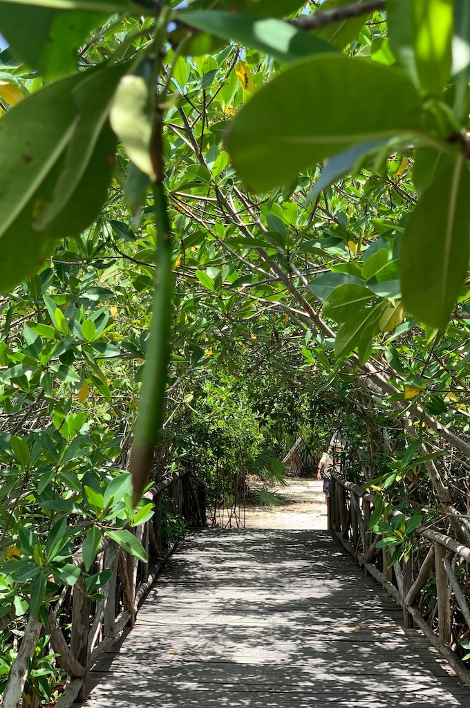 Mangroven und Strand Tour