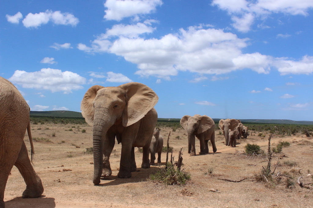 Addo Elefant Nationalpark