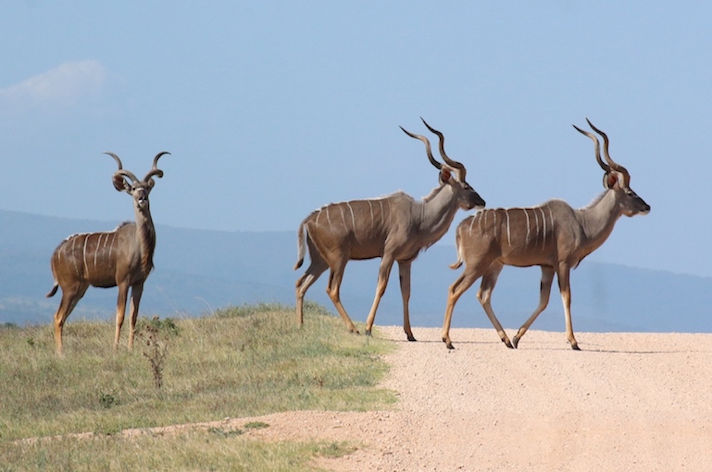 Addo Elefant Nationalpark