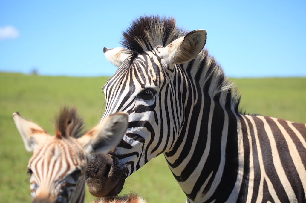 Zebra mit Kind Safari & Raubvogel-Reha Zentrum