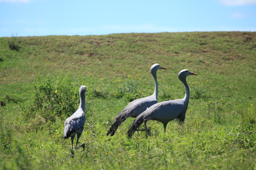 Vögeln Safari & Raubvogel-Reha Zentrum