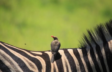 Vogel auf Zebra Rotschnabel-Madenhacker sitzt auf dem Rücken eines Zebras
