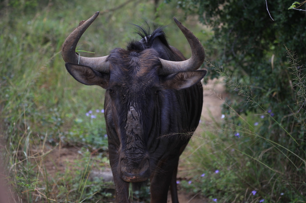 Buffalo Safari & Raubvogel-Reha Zentrum