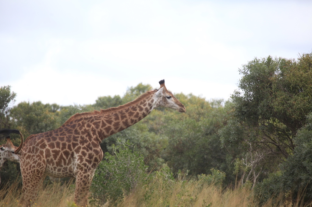 Giraffe Safari & Raubvogel-Reha Zentrum