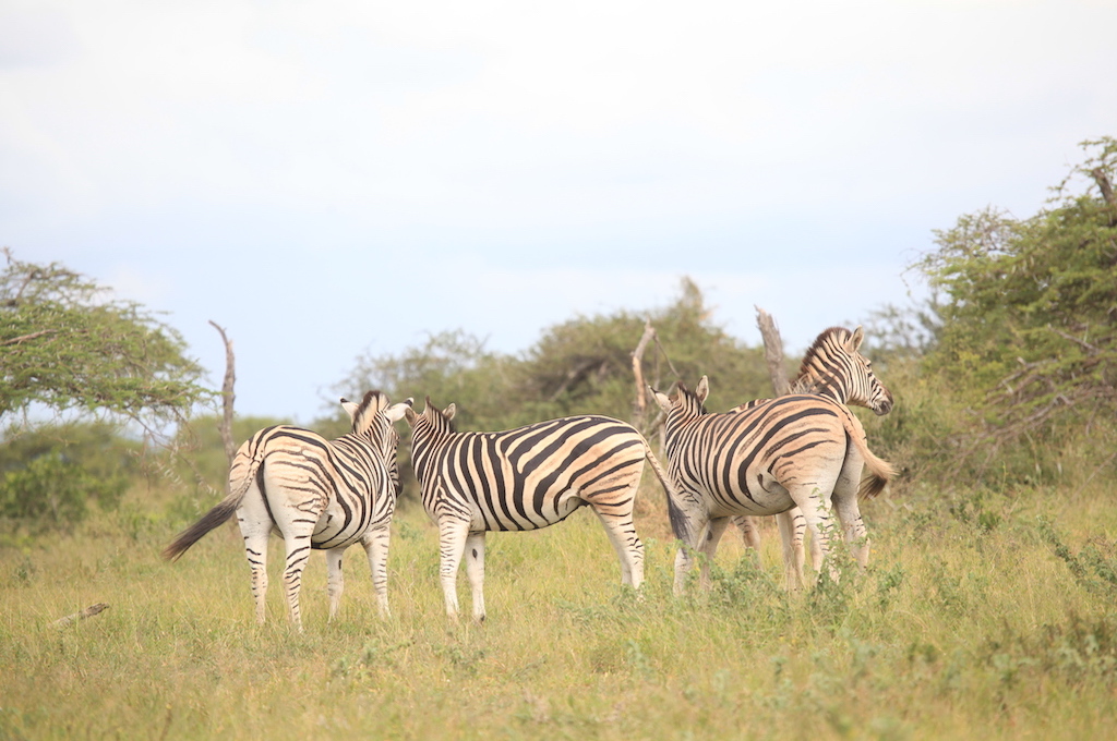 Zebras Safari & Raubvogel-Reha Zentrum