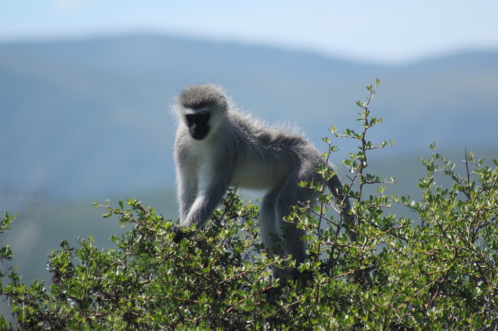 Affe Wildpark Safari