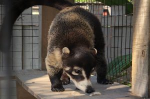 Waschbär Kombotour Land und See