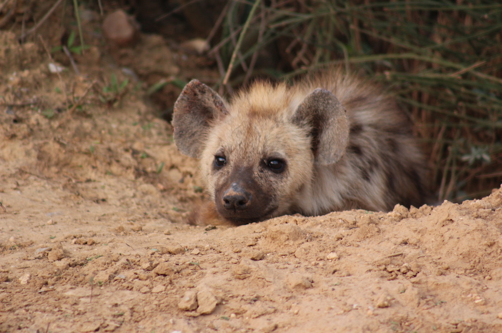 Erdmenschen Wildpark Safari