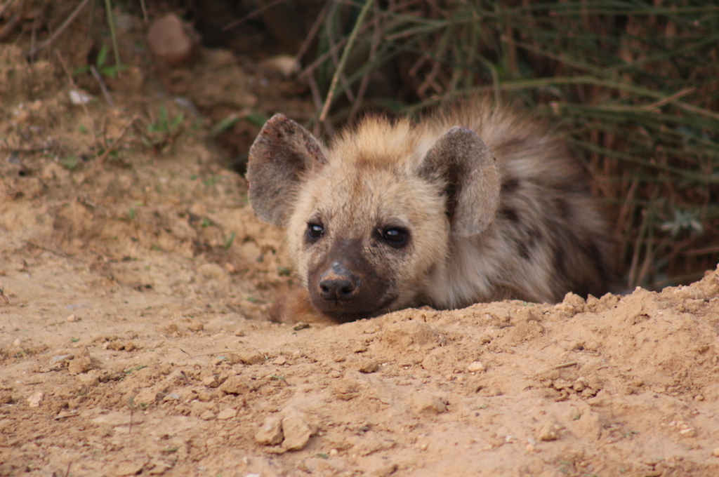 Wildpark Safari