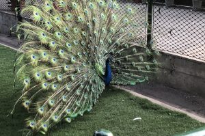 Pfau Cartagena