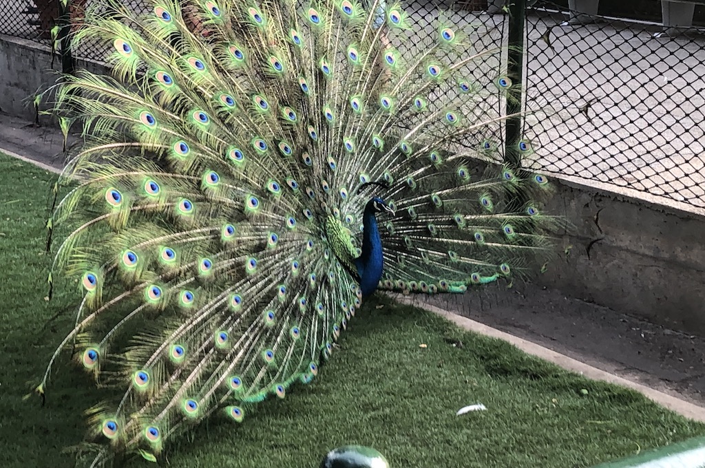 Pfau Cartagena