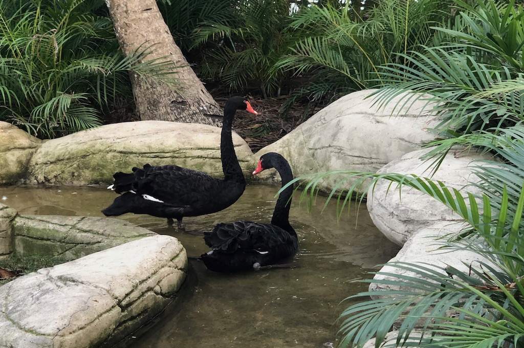 scharze Schwäme Cartagena