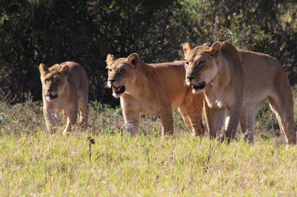 Addo Elefant Nationalpark