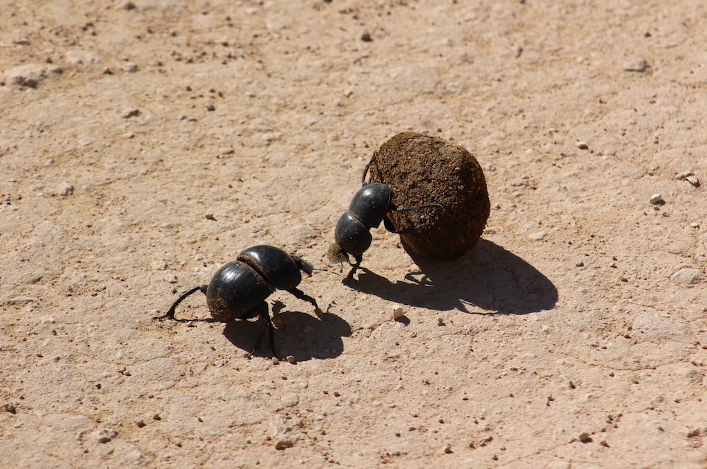 Wildpark Safari