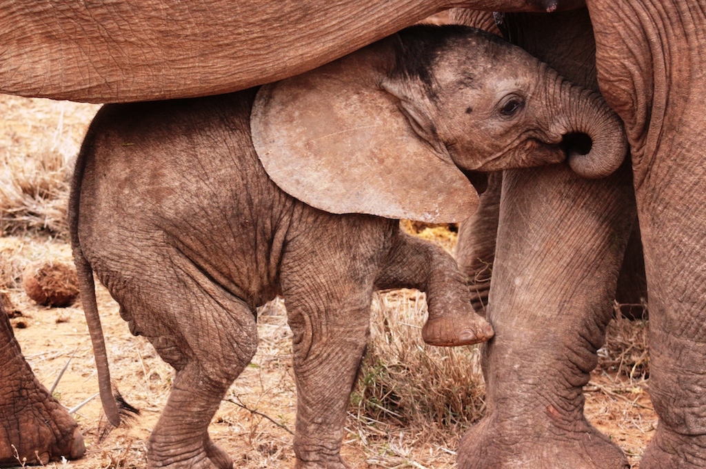 Addo Elefant Nationalpark