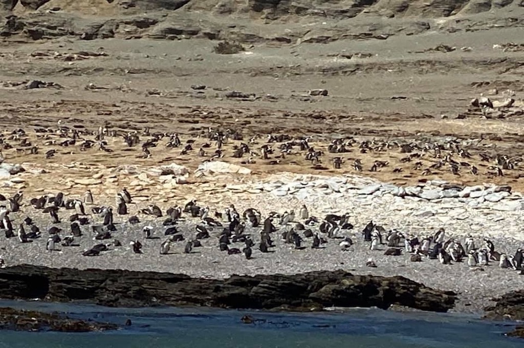 Pinguin Katamarantour