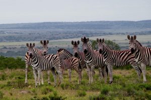 Ikwanitsha Lodge