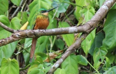 Kolibri Rotschwanz-Glanzvogel auf einem Ast im Wald