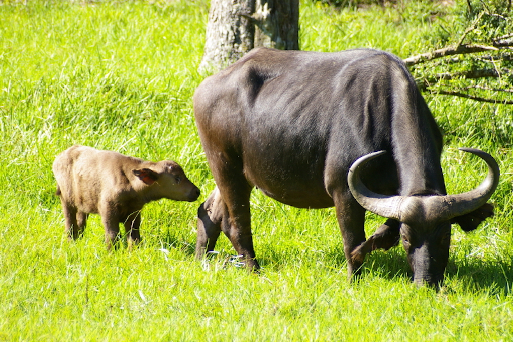 BUFFALO Kragga Kamma Wildreservat