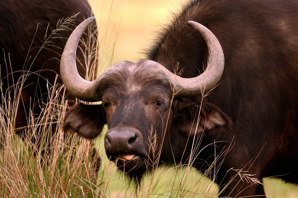KKGR MALE BUFFALO Kragga Kamma Wildreservat