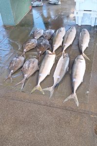 Kalk Bay, Küstenpanoramen und Sonnenuntergang in Camps Bay