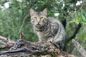 Wildkatzen-Rehabilitationszentrum
