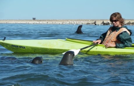 Kajakfahrerin zwischen neugierigen Robben bei Walvis Bay