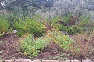 Botanischer Garten Kirstenbosch & Chapman’s Peak Drive Tour