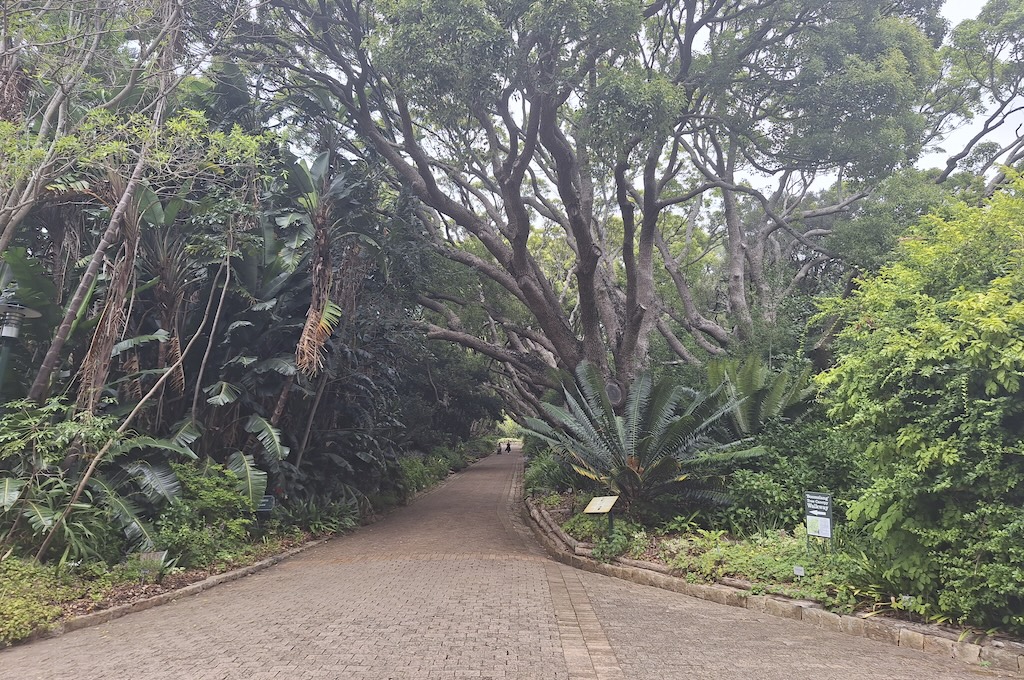 Kirstenbosch Botanischer Garten Kirstenbosch & Chapman’s Peak Drive Tour