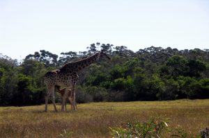 Kragga Kamma Wildreservat