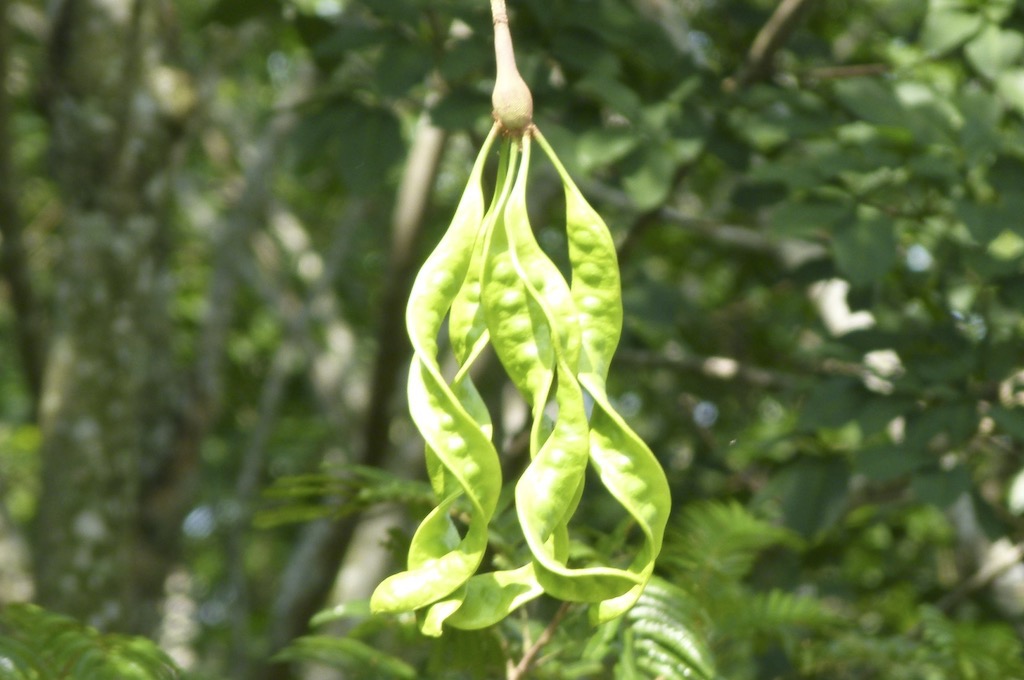 Batai Langkawi‘s Fruchtfarm von Mardiana