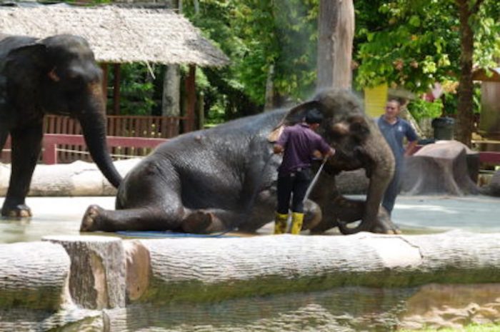 Ausflug zu den Elefanten
