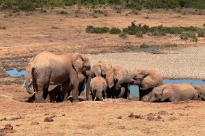 Privates Big 5 Game Reserve Amakhala
