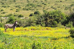 Privates Big 5 Game Reserve Amakhala