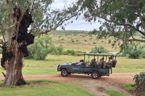 Privates Big 5 Game Reserve Amakhala