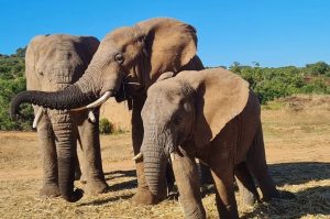 Privates Big 5 Game Reserve Amakhala