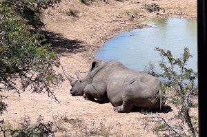 Privates Big 5 Game Reserve Amakhala
