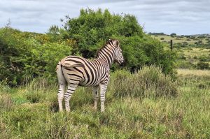 Privates Big 5 Game Reserve Amakhala