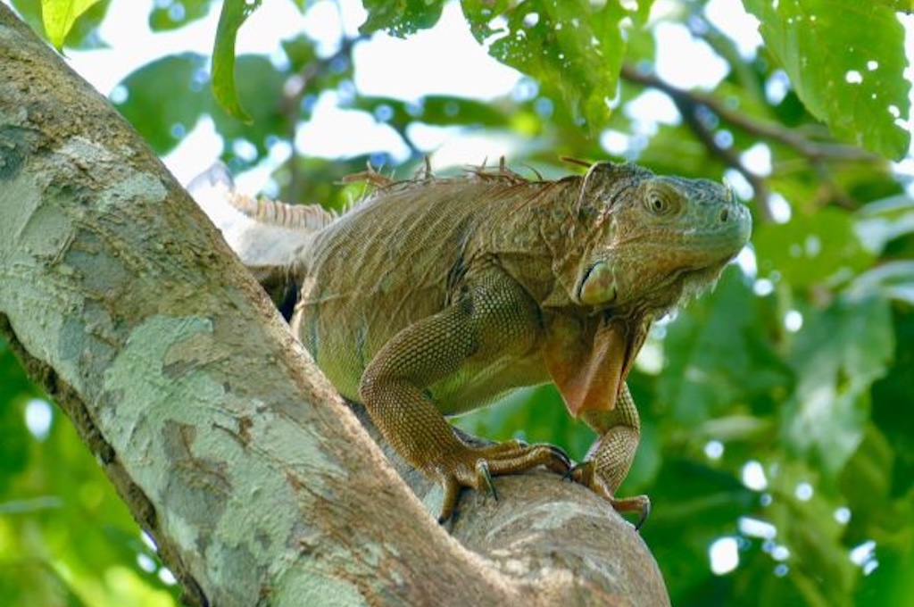 An iguana spotted on a Costa Rica shore excursion
